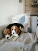 Photo №3. Beagle puppies with Pedigree available now. Germany