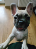 Photo №2 to announcement № 40302 for the sale of french bulldog - buy in Poland private announcement