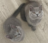 Photo №2 to announcement № 119436 for the sale of british shorthair - buy in Germany private announcement, from nursery, from the shelter, breeder