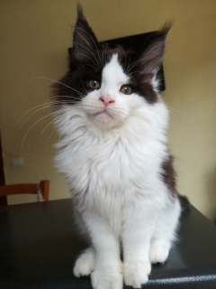 Photo №2 to announcement № 2589 for the sale of maine coon - buy in Italy breeder