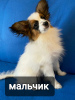 Additional photos: papillon puppies