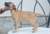Photo №2 to announcement № 107357 for the sale of perro de presa canario - buy in Serbia 