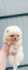 Photo №2 to announcement № 42493 for the sale of pomeranian - buy in Russian Federation breeder