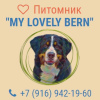 Photo №1. bernese mountain dog - for sale in the city of Kolomna | 14$ | Announcement № 11653