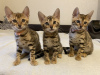 Photo №2 to announcement № 18925 for the sale of bengal cat - buy in Russian Federation private announcement