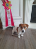 Photo №1. Mating service - breed: jack russell terrier. Price - 260$