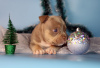 Additional photos: American bully