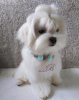 Photo №3. A bred Maltese puppy boy, 5 months old, is waiting for a loving family.. Ukraine