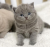 Photo №2 to announcement № 102880 for the sale of british shorthair - buy in United States private announcement