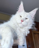 Photo №2 to announcement № 102668 for the sale of maine coon - buy in Germany breeder