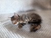 Photo №3. Kitten Spratik, 1.5 months old, urgently looking for a home. Belarus