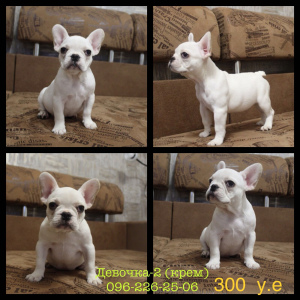 Photo №3. Cream. Cream and cream gene french bulldogs. Ukraine