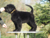Photo №3. Black Russian Terrier puppies for sale.. Poland