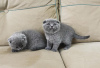 Photo №3. Extra Ordinary Scottish fold kittens. Germany