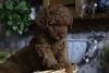 Additional photos: Toy poodle