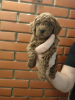 Photo №4. I will sell poodle (royal) in the city of Belgrade. breeder - price - negotiated