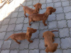 Photo №1. vizsla - for sale in the city of Нови Сад | negotiated | Announcement № 121761