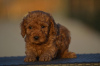 Additional photos: Mini Poodle, apricot color