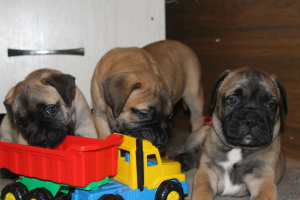 Photo №4. I will sell bullmastiff in the city of Минск. breeder - price - 557$