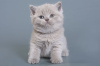 Photo №1. british shorthair - for sale in the city of Пршибрам | 7000$ | Announcement № 120617