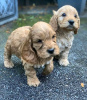 Photo №2 to announcement № 71704 for the sale of english cocker spaniel - buy in Australia private announcement, breeder