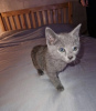 Photo №1. russian blue - for sale in the city of Heidelberg | Is free | Announcement № 107997