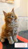 Photo №4. I will sell maine coon in the city of Chicago. breeder - price - 300$