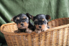 Photo №1. yorkshire terrier - for sale in the city of Würzburg | 370$ | Announcement № 103532