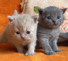 Photo №2 to announcement № 87606 for the sale of british shorthair - buy in United States private announcement