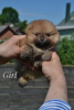 Photo №3. Pomeranian puppies from the kennel. Belarus