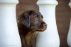 Photo №4. I will sell labrador retriever in the city of Москва. breeder - price - 781$