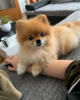 Photo №2 to announcement № 82514 for the sale of pomeranian - buy in Germany private announcement