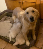 Additional photos: 2 Healthy Golden Retriever Puppies for sale