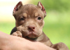 Photo №1. american bully - for sale in the city of Warsaw | 1186$ | Announcement № 116994