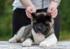 Photo №2 to announcement № 121052 for the sale of american akita - buy in Russian Federation from nursery, breeder