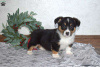 Photo №3. Beautiful Female Corgi Puppy fully vaccinated. Greece