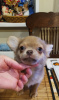 Photo №1. chihuahua - for sale in the city of New York | 400$ | Announcement № 104175