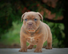 Photo №4. I will sell american bully in the city of Москва. from nursery - price - 1041$