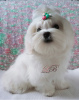 Photo №1. maltese dog - for sale in the city of Kiev | 29$ | Announcement № 18059