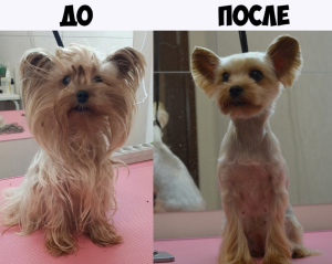 Photo №2. Service of the groomer in Russian Federation. Price - 2$. Announcement № 3826