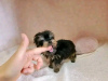 Photo №1. yorkshire terrier - for sale in the city of Bern | 475$ | Announcement № 111999