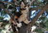 Photo №4. I will sell maine coon in the city of Novosibirsk. from nursery - price - negotiated
