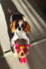 Photo №4. I will sell cavalier king charles spaniel in the city of Voronezh. private announcement - price - 195$