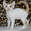 Photo №1. devon rex - for sale in the city of Brussels | 264$ | Announcement № 120722