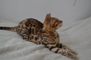 Photo №2 to announcement № 2093 for the sale of bengal cat - buy in Belarus breeder