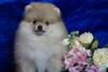 Photo №4. I will sell pomeranian in the city of Москва. breeder - price - 469$