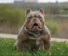 Additional photos: American bully kennel offers puppies for booking