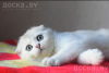 Photo №2 to announcement № 13432 for the sale of scottish fold - buy in Poland private announcement