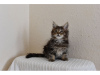 Photo №1. maine coon - for sale in the city of Firnanah | negotiated | Announcement № 10008
