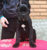 Photo №2 to announcement № 24818 for the sale of cane corso - buy in Greece private announcement